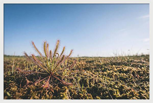 Sundew Plant Glimmering In Sunlight