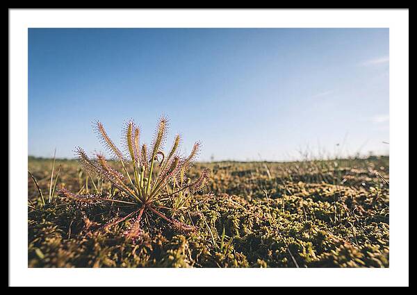 Sundew Plant Glimmering In Sunlight