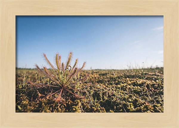 Sundew Plant Glimmering In Sunlight
