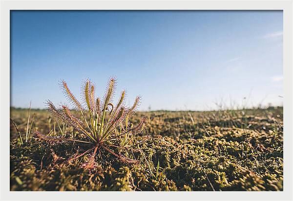 Sundew Plant Glimmering In Sunlight