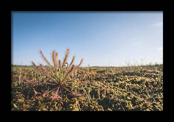 Sundew Plant Glimmering In Sunlight
