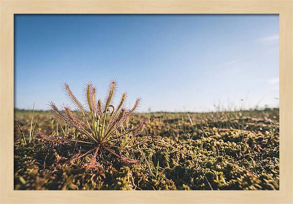 Sundew Plant Glimmering In Sunlight
