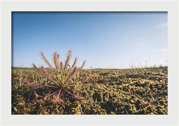 Sundew Plant Glimmering In Sunlight