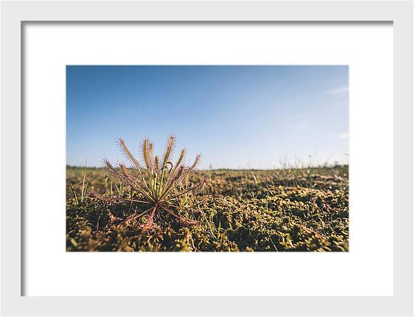Sundew Plant Glimmering In Sunlight