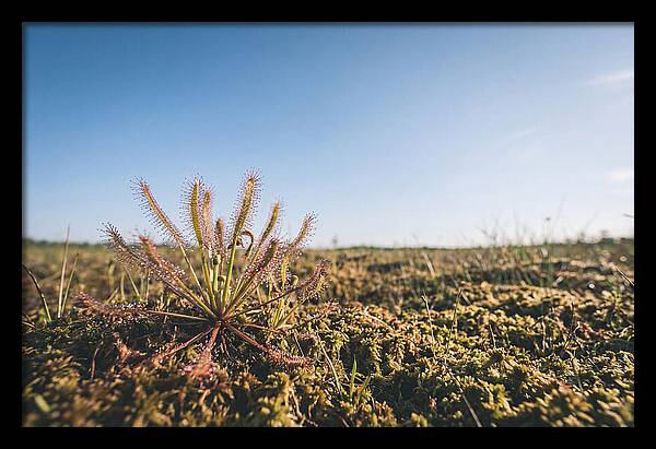 Sundew Plant Glimmering In Sunlight