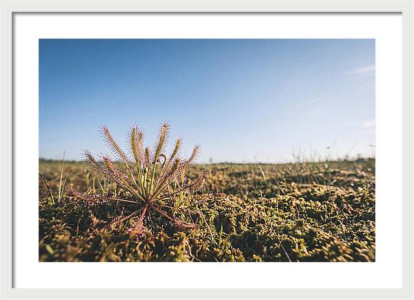 Sundew Plant Glimmering In Sunlight