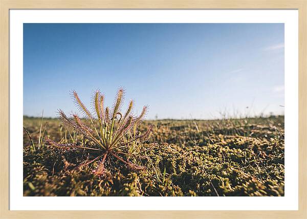 Sundew Plant Glimmering In Sunlight