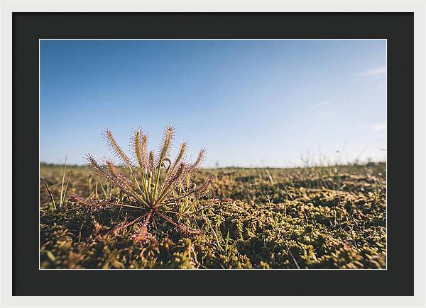 Sundew Plant Glimmering In Sunlight