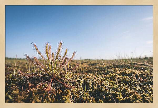 Sundew Plant Glimmering In Sunlight