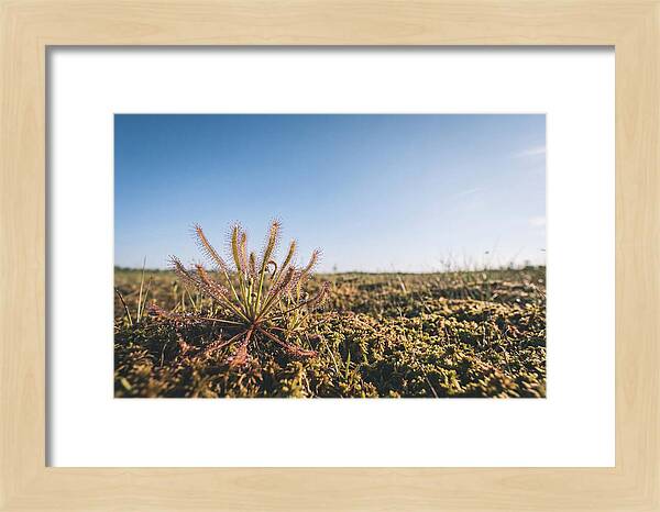 Sundew Plant Glimmering In Sunlight