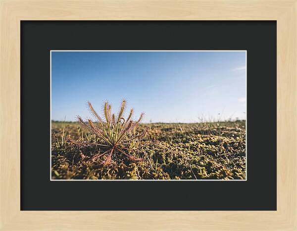 Sundew Plant Glimmering In Sunlight