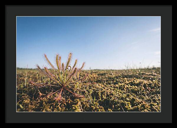 Sundew Plant Glimmering In Sunlight