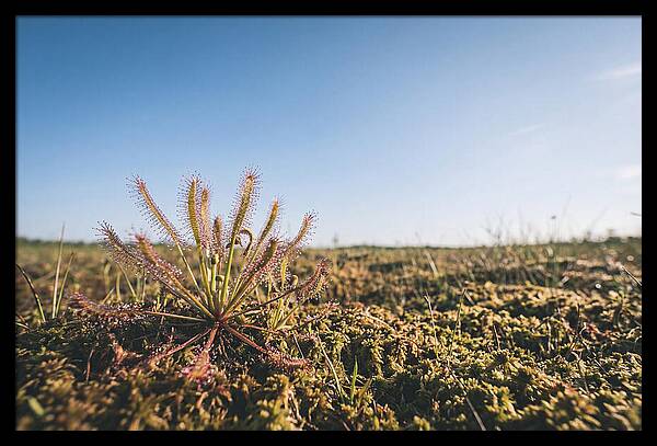 Sundew Plant Glimmering In Sunlight