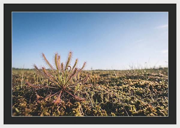 Sundew Plant Glimmering In Sunlight