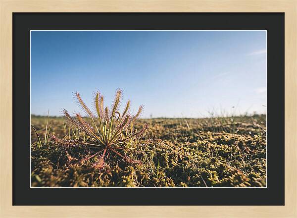 Sundew Plant Glimmering In Sunlight