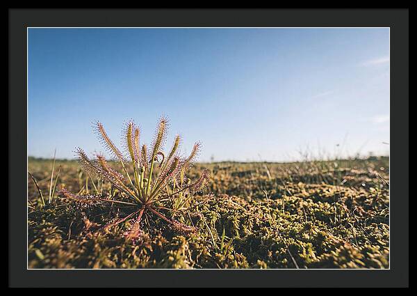 Sundew Plant Glimmering In Sunlight
