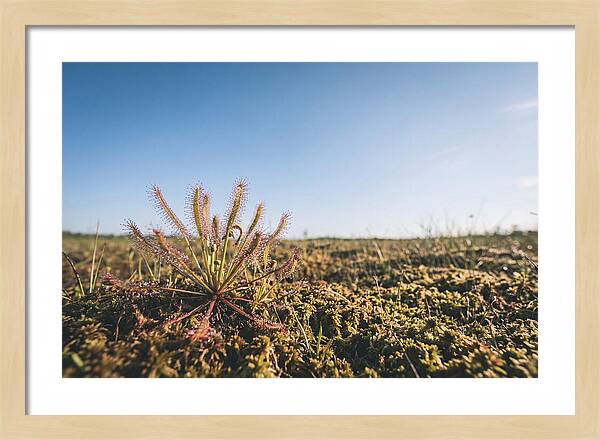 Sundew Plant Glimmering In Sunlight