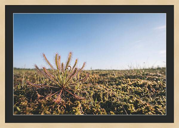 Sundew Plant Glimmering In Sunlight