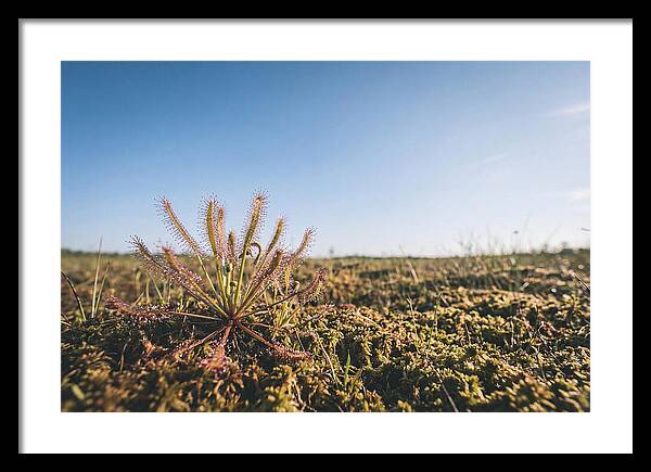 Sundew Plant Glimmering In Sunlight