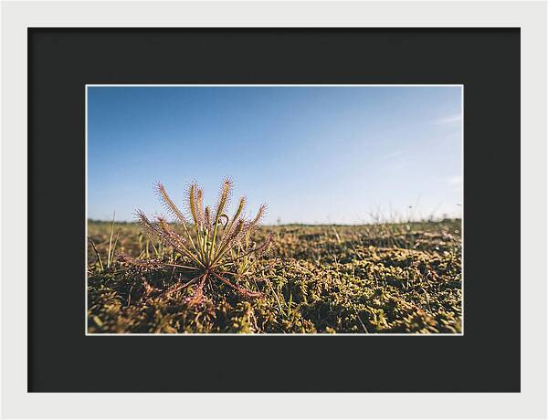 Sundew Plant Glimmering In Sunlight