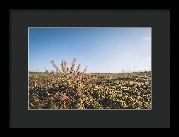 Sundew Plant Glimmering In Sunlight