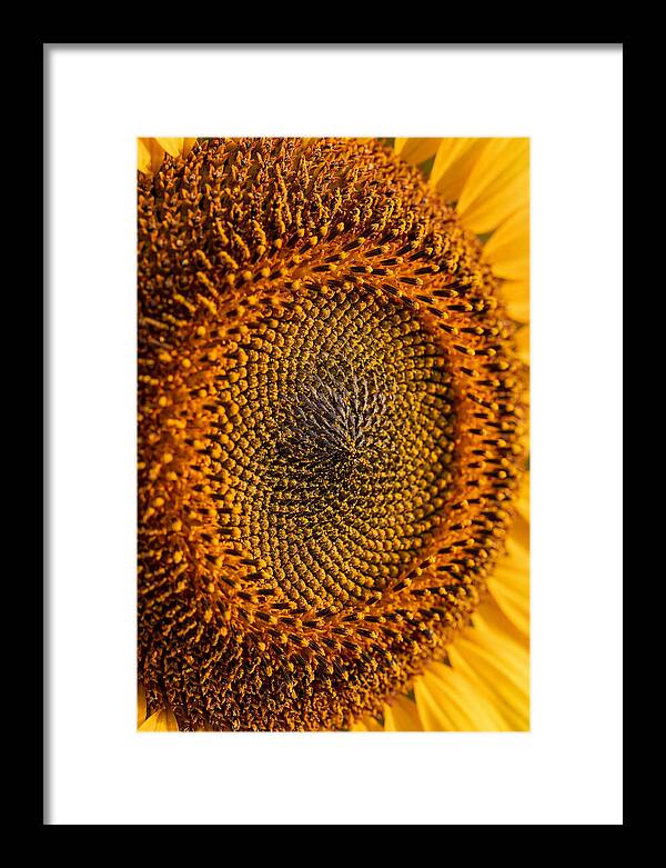 Sunflower Center Detail