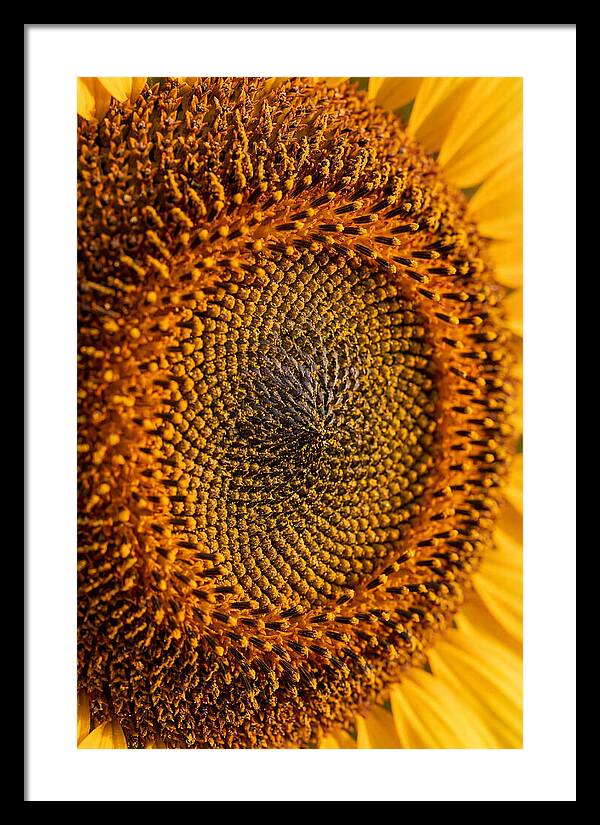 Sunflower Center Detail