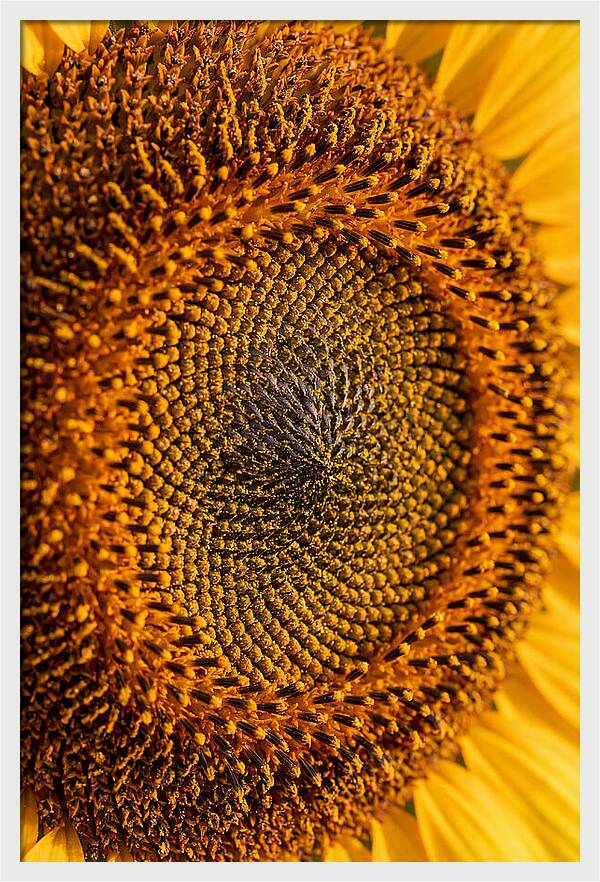 Sunflower Center Detail