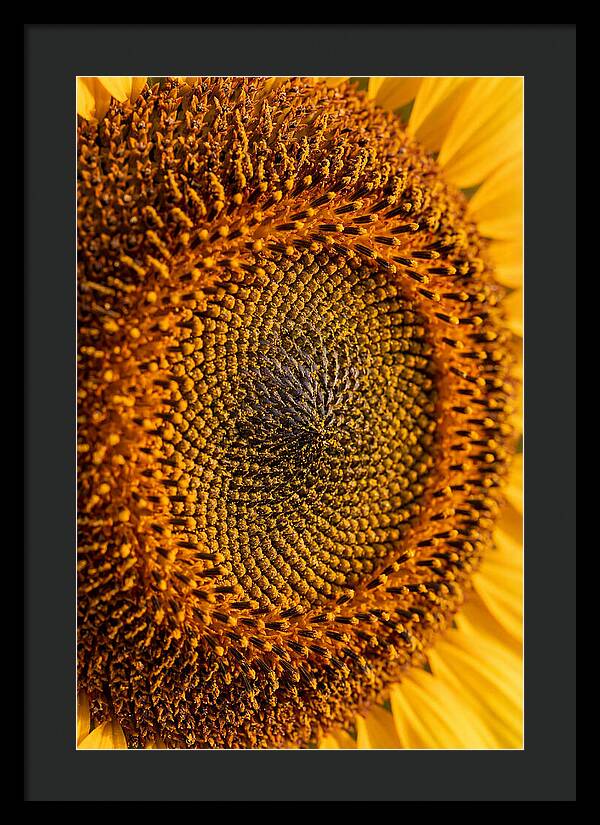 Sunflower Center Detail