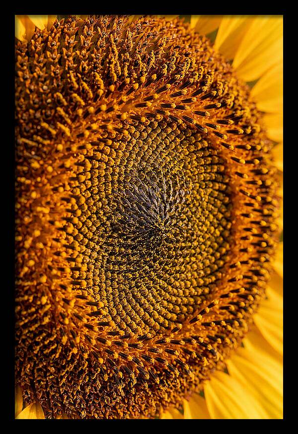 Sunflower Center Detail