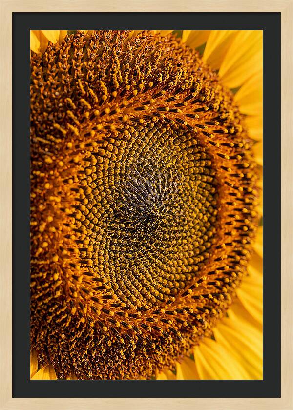 Sunflower Center Detail