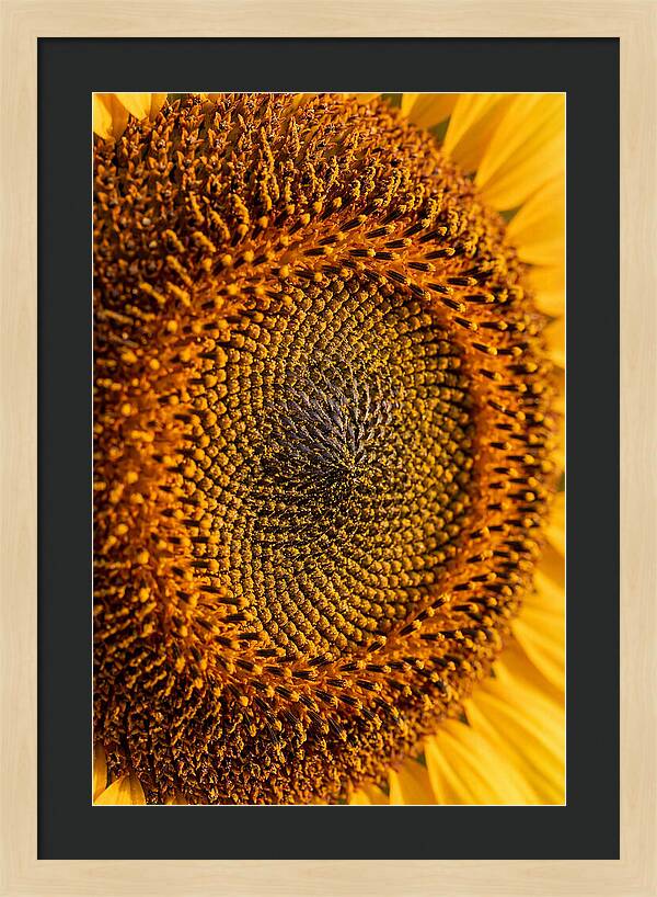 Sunflower Center Detail