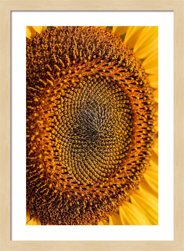 Sunflower Center Detail