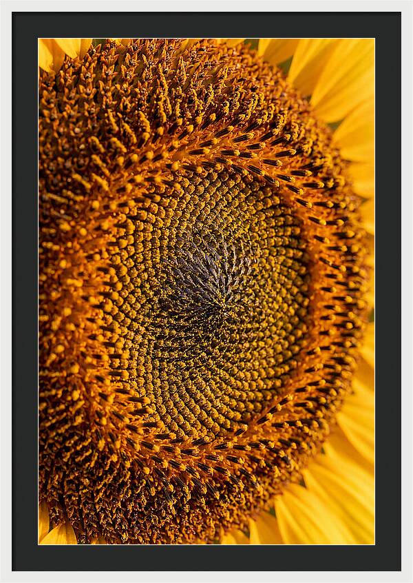 Sunflower Center Detail