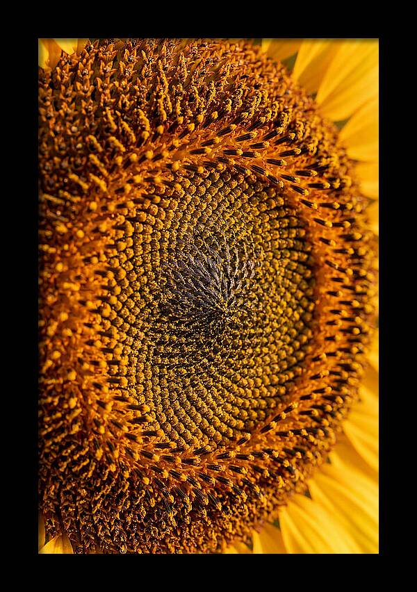 Sunflower Center Detail