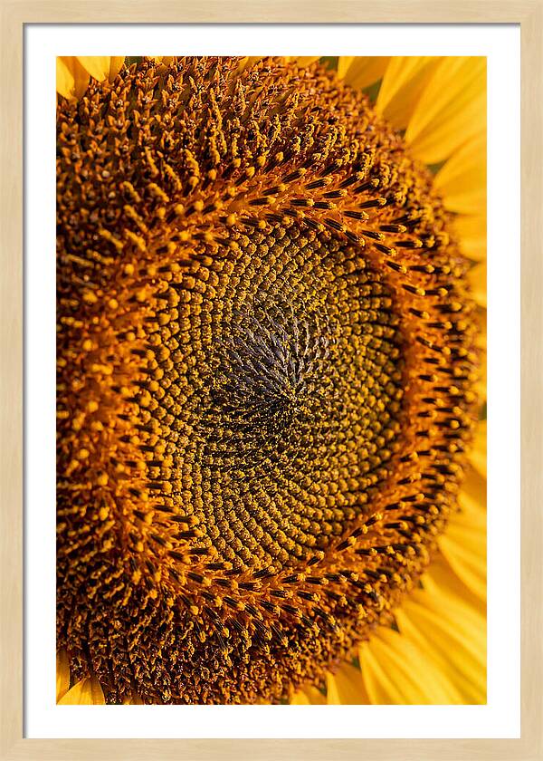 Sunflower Center Detail