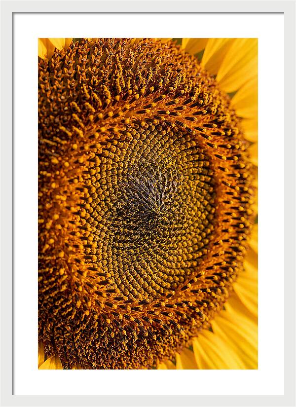 Sunflower Center Detail