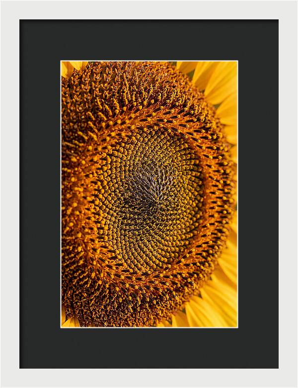 Sunflower Center Detail