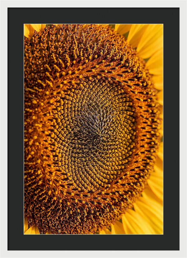Sunflower Center Detail