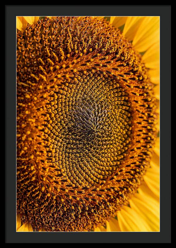 Sunflower Center Detail