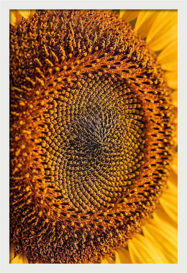 Sunflower Center Detail