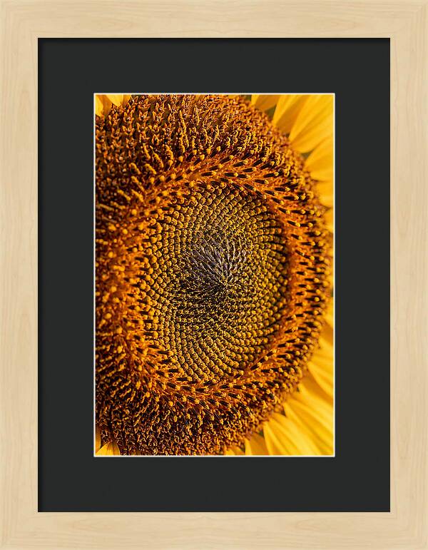 Sunflower Center Detail