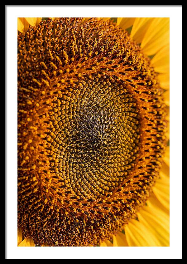 Sunflower Center Detail