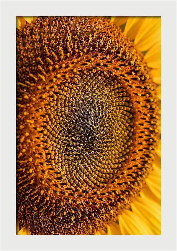 Sunflower Center Detail