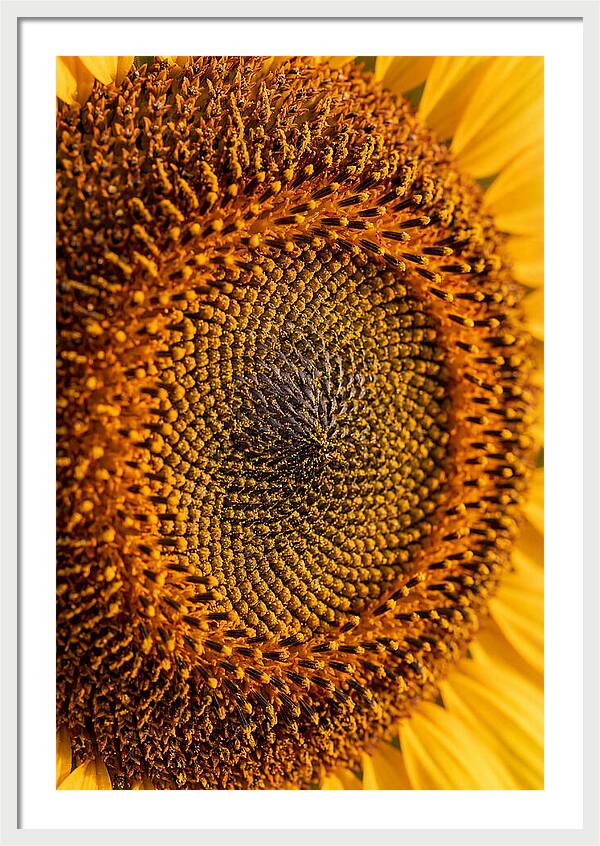 Sunflower Center Detail