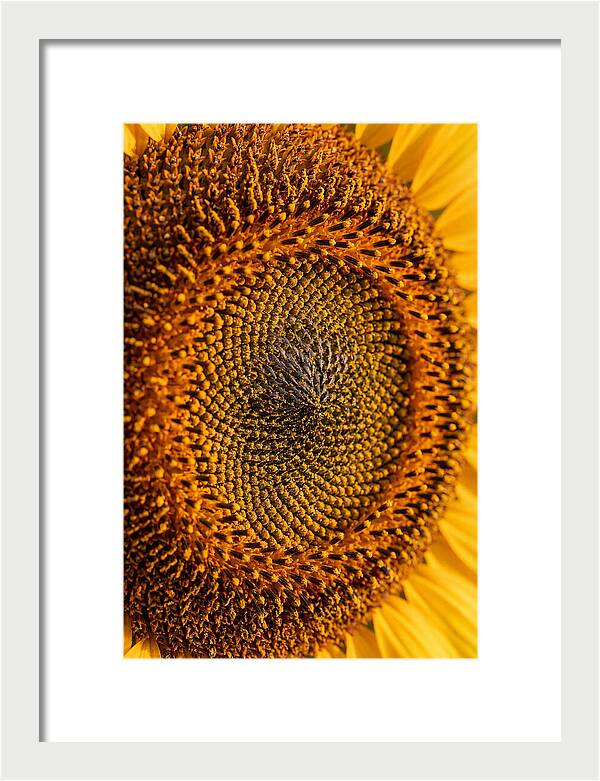Sunflower Center Detail