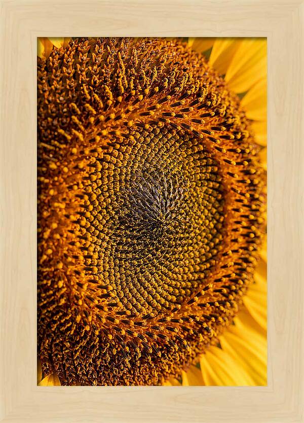 Sunflower Center Detail