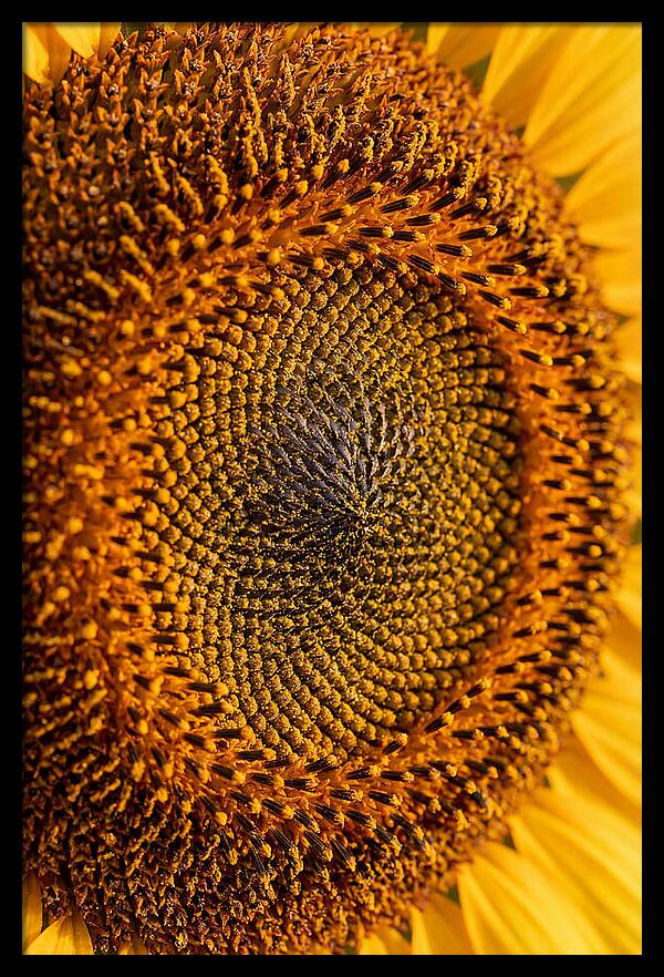 Sunflower Center Detail
