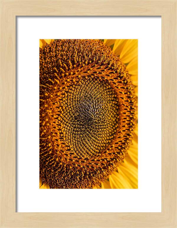 Sunflower Center Detail