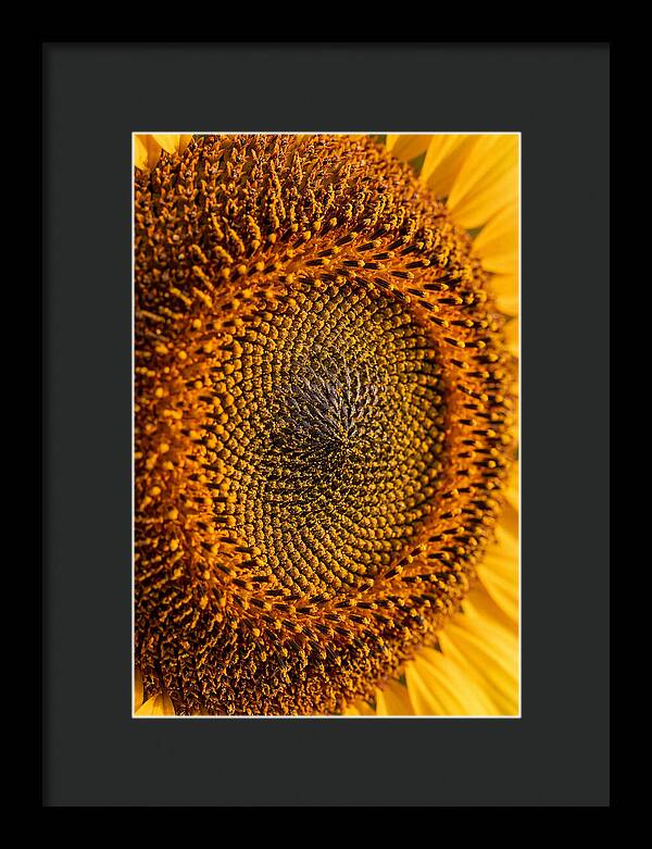 Sunflower Center Detail